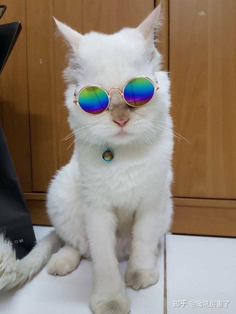 能介绍一下lisa的猫吗