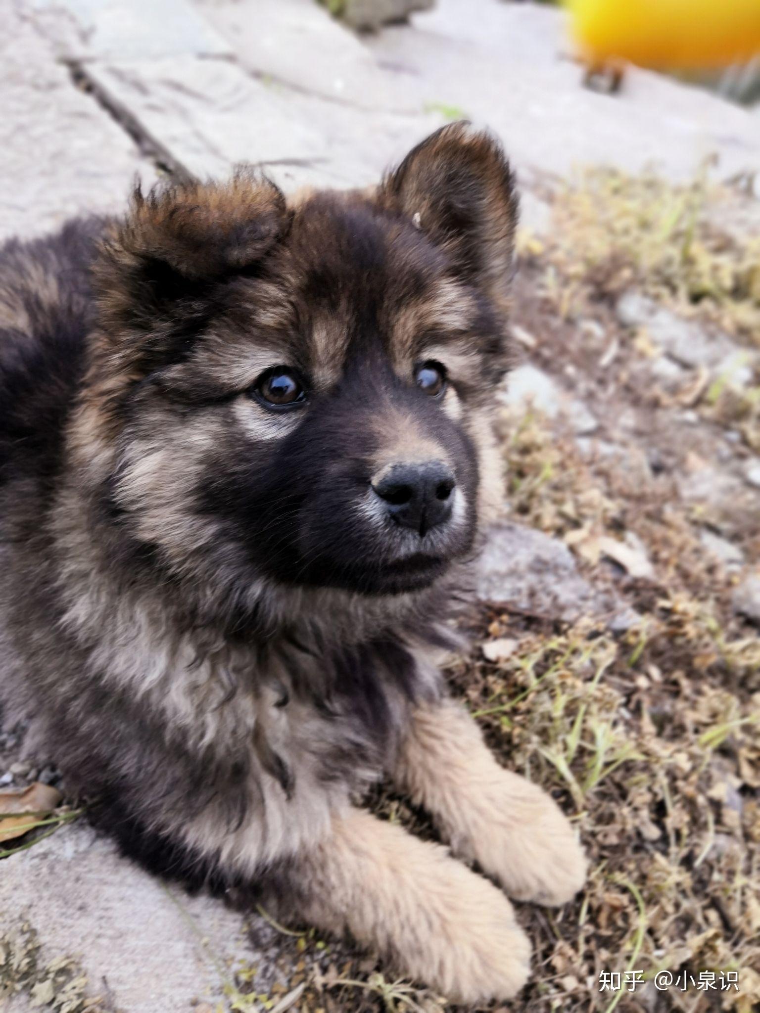 帮忙看看这是土狗吗?