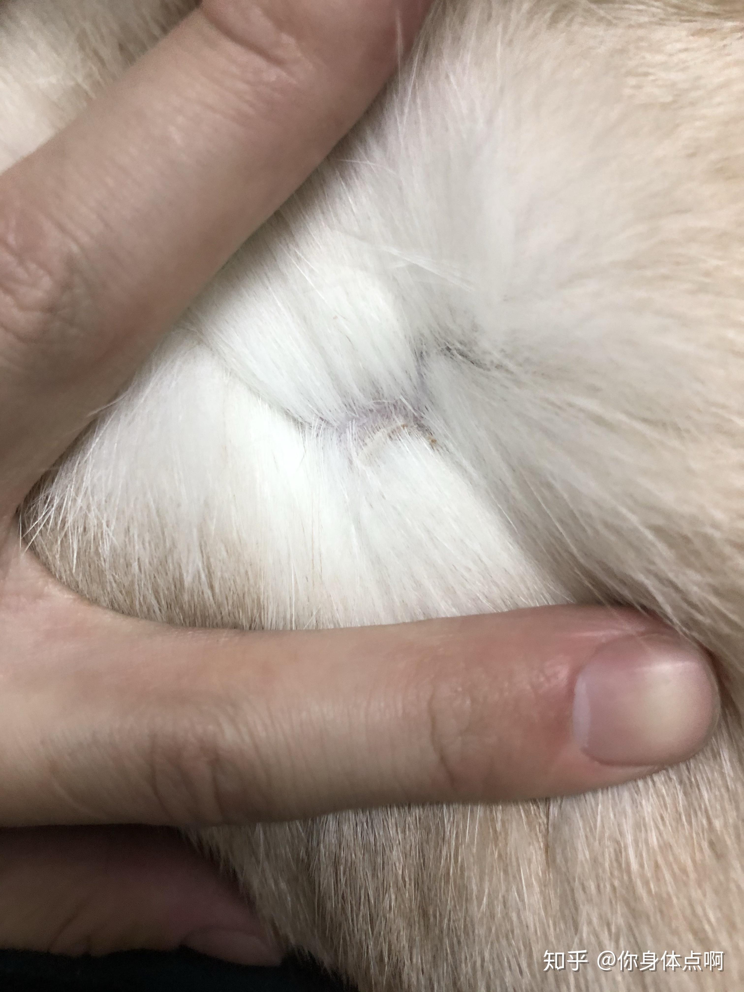 猫得了猫藓,不掉毛有厚厚的类似皮屑的痂,抠不下来,怎么上药? - 知乎