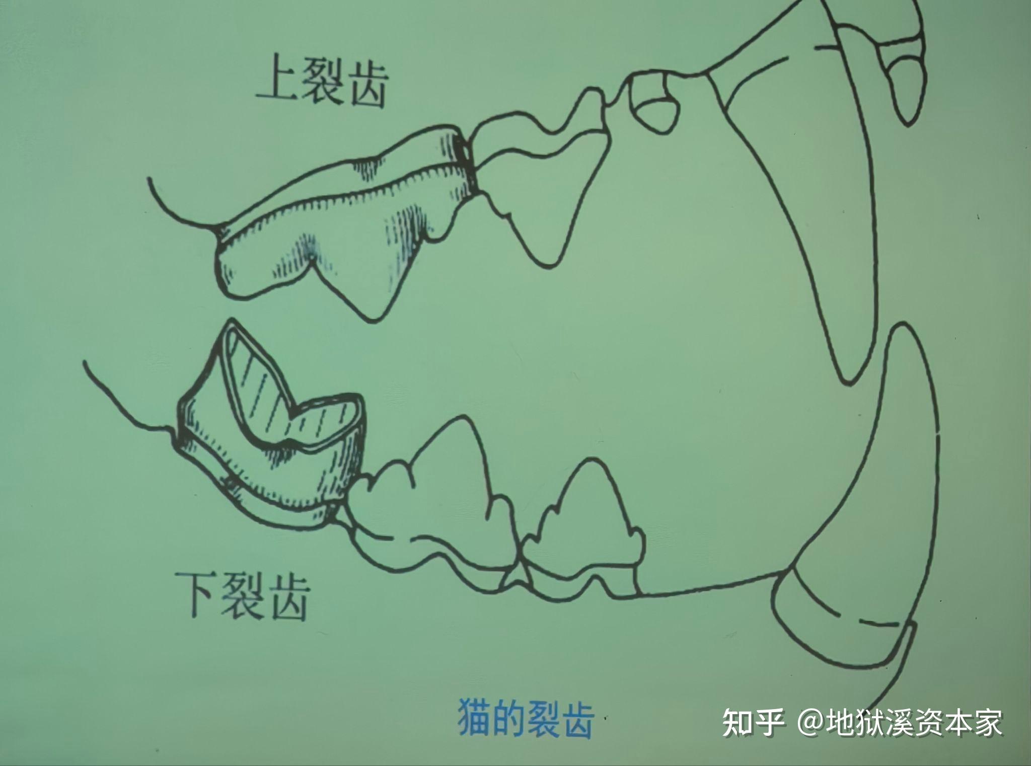 为什么老虎，狮子，豹子都属于猫科动物呀？ - 知乎