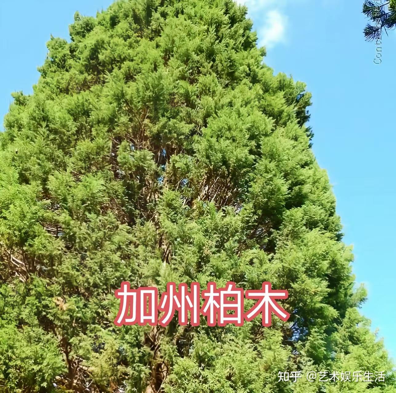 68种柏科植物,园林栽培的常用树种 - 知乎