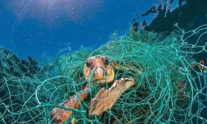 大量的塑料垃圾涌入大海,对海洋生态环境有哪些危害,对海洋生物有哪些