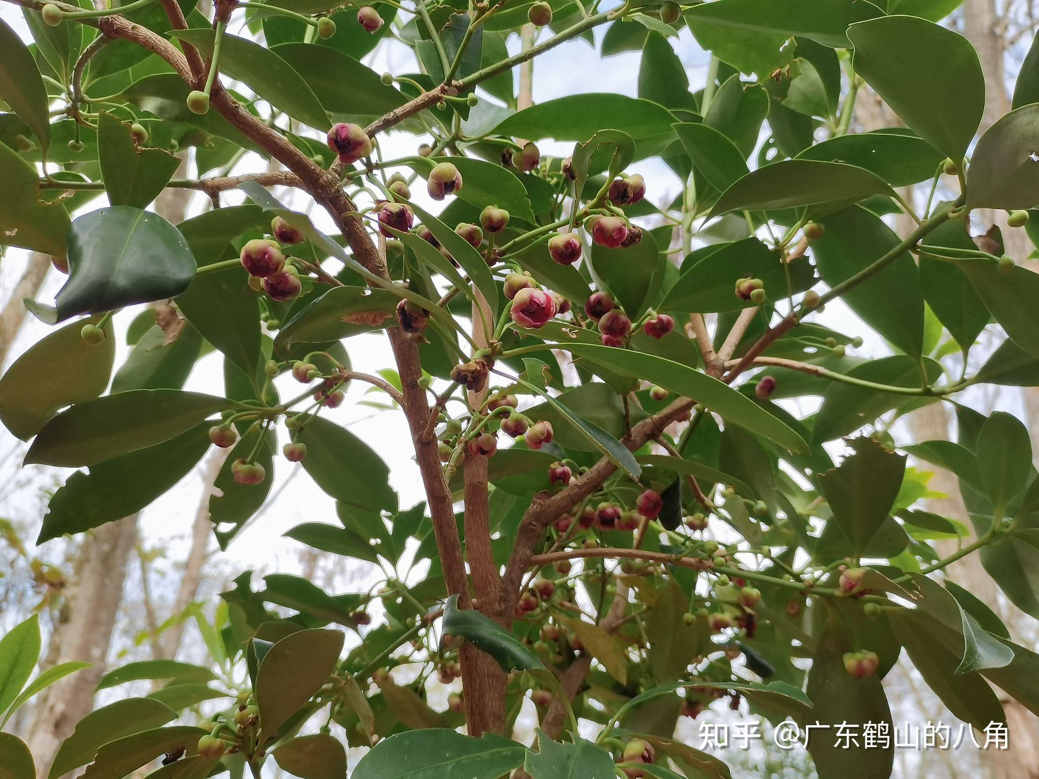 八角茴香的花序类型是什么? - 知乎