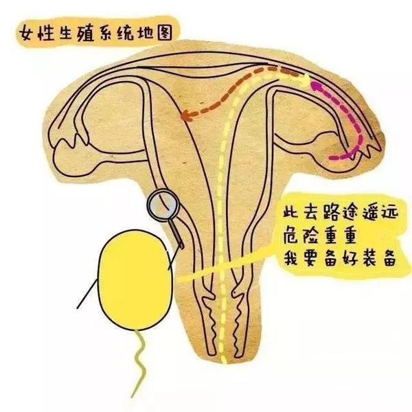 女性生殖系统地图 一步走错 万事蹉跎 知乎