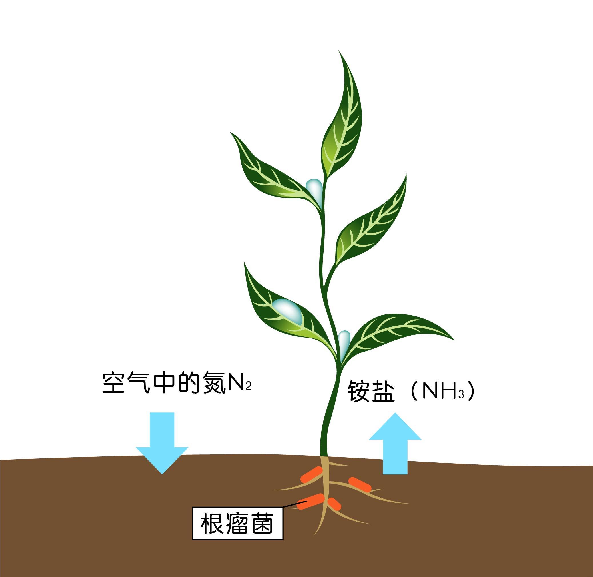 生物固氮,减少氮肥的使用