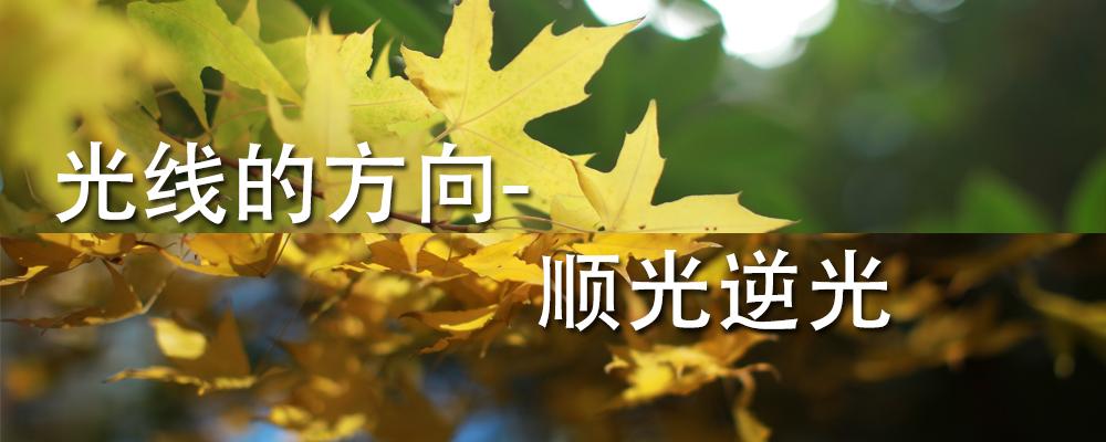 光线的方向 顺光逆光 知乎 光线的方向 顺光逆光 知乎