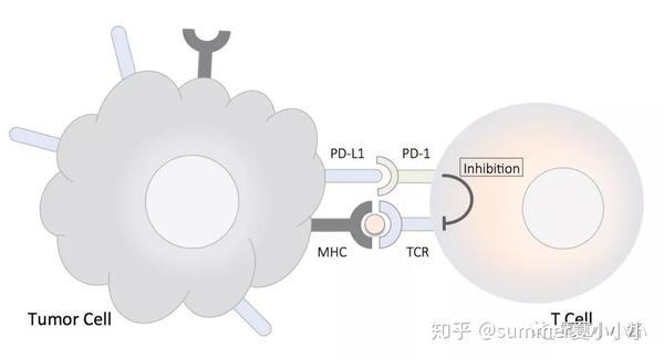 免疫疗法新突破！定向杀手t细胞登场 | 日本医疗