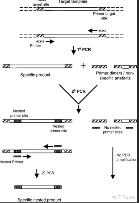 巢式pcr过程分为两步