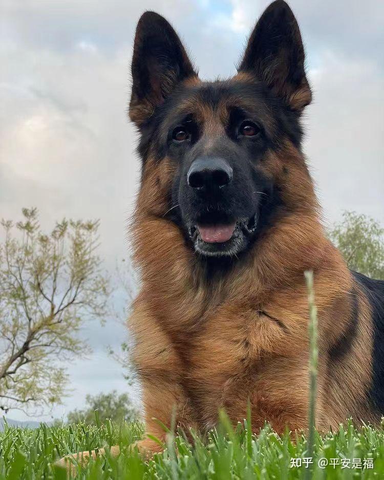 德牧多少钱一只,如何购买到健康纯种德国牧羊犬