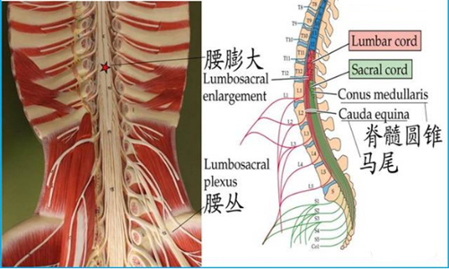 马尾综合征患者想知道:如何判断马尾神经损伤后有没有在恢复?