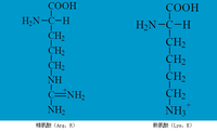 賴氨酸是什麼嗎