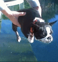 195_209gif 动态图 动图