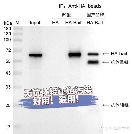 IP-MS一堆杂蛋白?教你IP-MS精准筛选未知互作蛋白 - 知乎