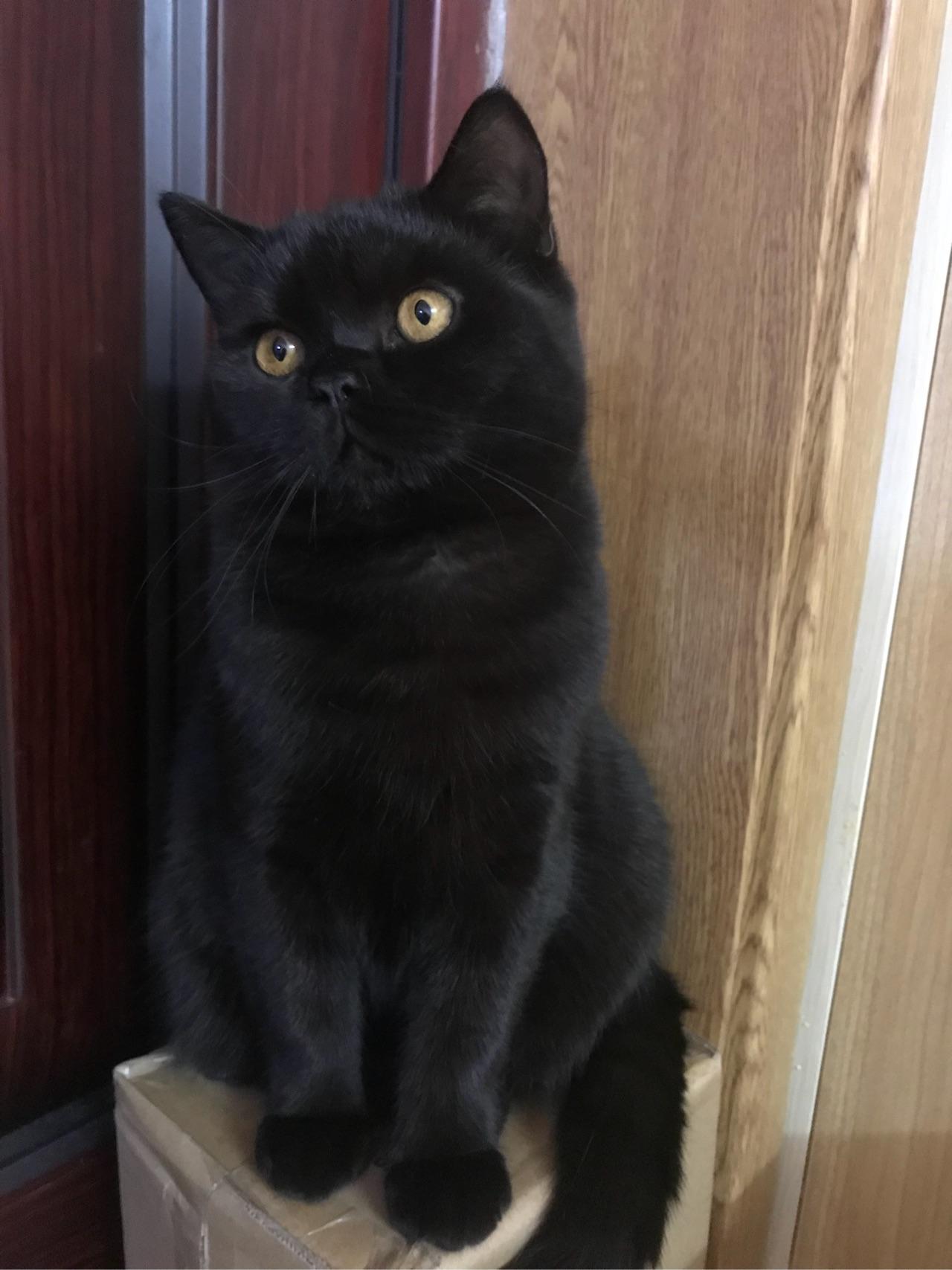 四个月英短黑猫越看越丑怎么办