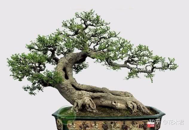 《光前裕后》 相思树 黎应秋作品卧干式盆景的造型,有人分为平卧式,仰