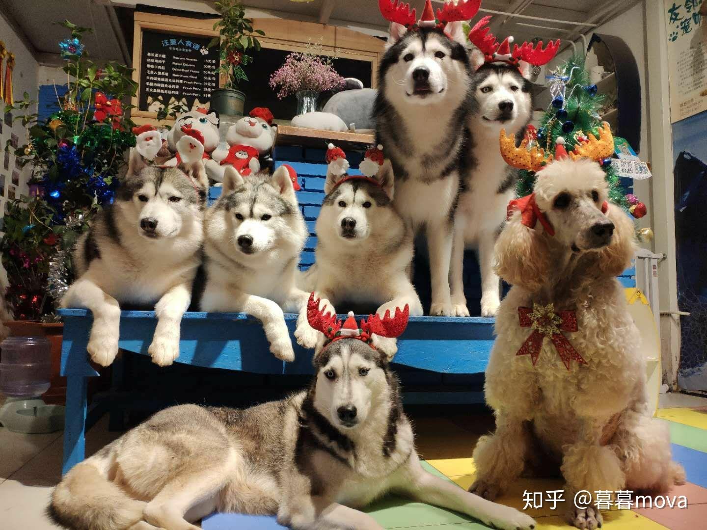 北京有狗咖吗? - 知乎