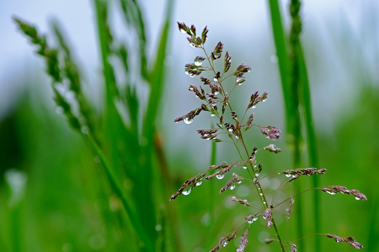 风儿轻摇树干脆
