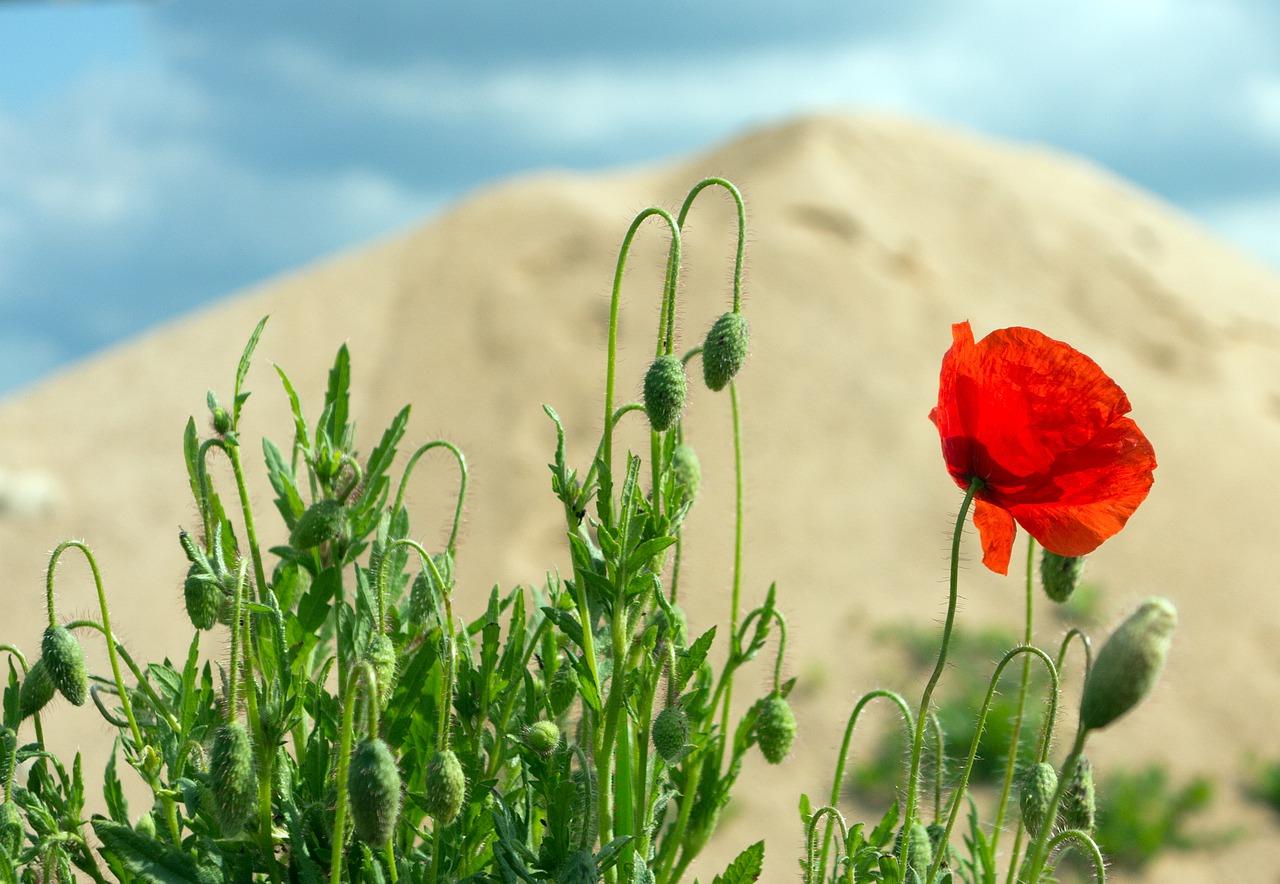 如何让金弹子开花
