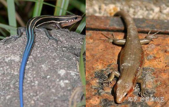 中文正名:中國石龍子 學名:eumeces/plestiodon chinensis 市場俗稱