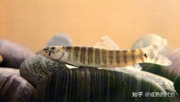 泥鳅的各大品种及分布 - 知乎