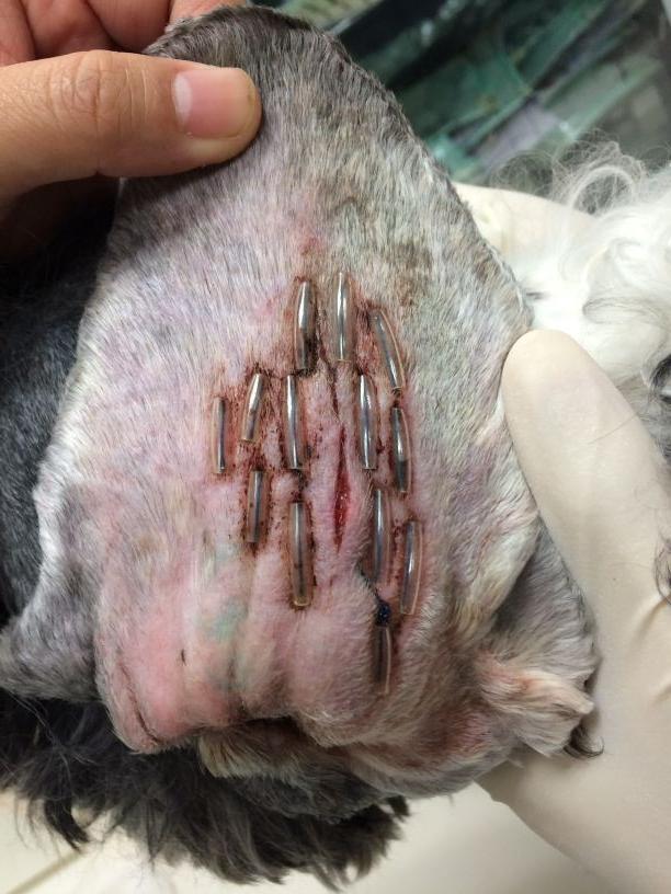 猫咪得了耳血肿怎么办