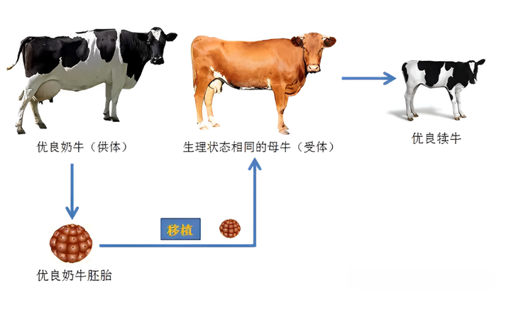 日牛的方法 步骤图片