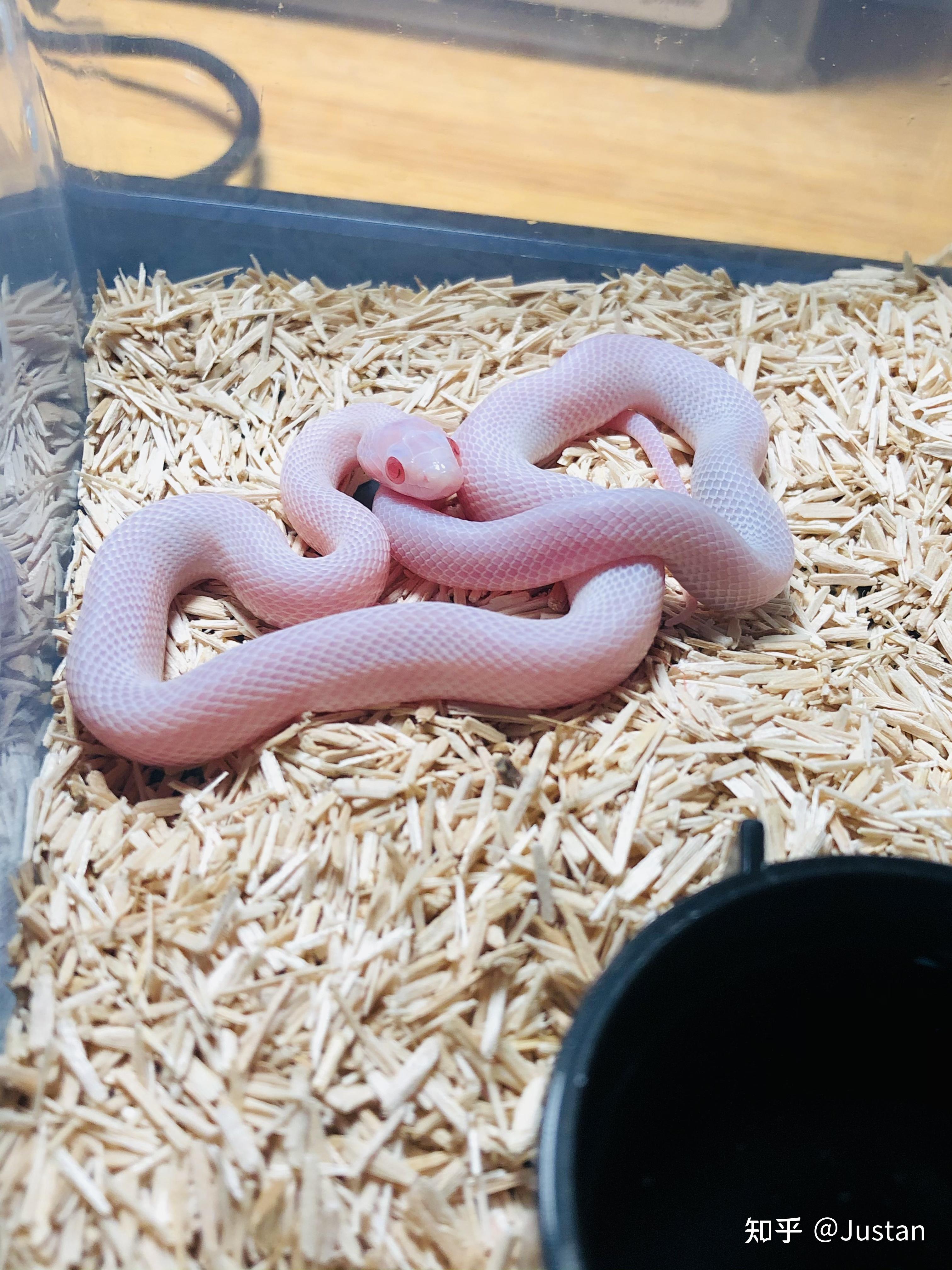 在哪里可以买到宠物玉米蛇? - 知乎