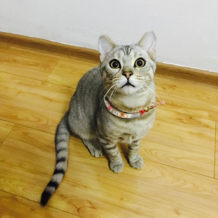 美短和英短杂交好看吗?养猫的来戳戳