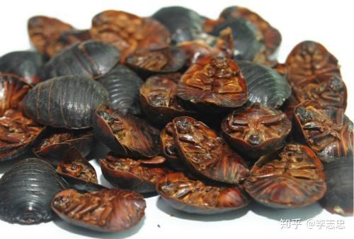 土鳖虫,亦名地鳖,簸箕虫等,性味咸寒,入肝经,功能活血破瘀消肿,力量较