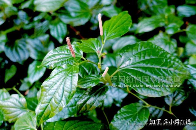 荜茇（中药材资料、植物图像、含荜茇的中成药） - 知乎