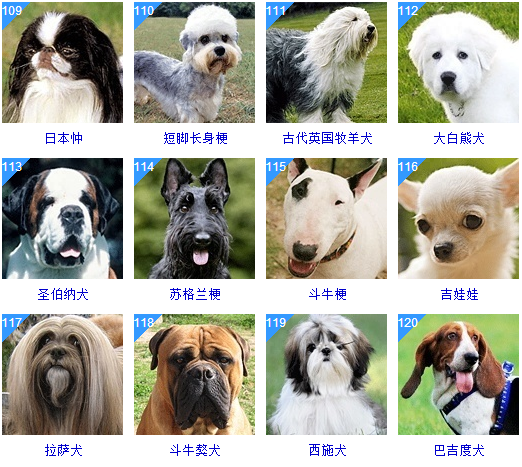 178种狗狗品种大全,原来按体型智商都是这么分! - 知乎