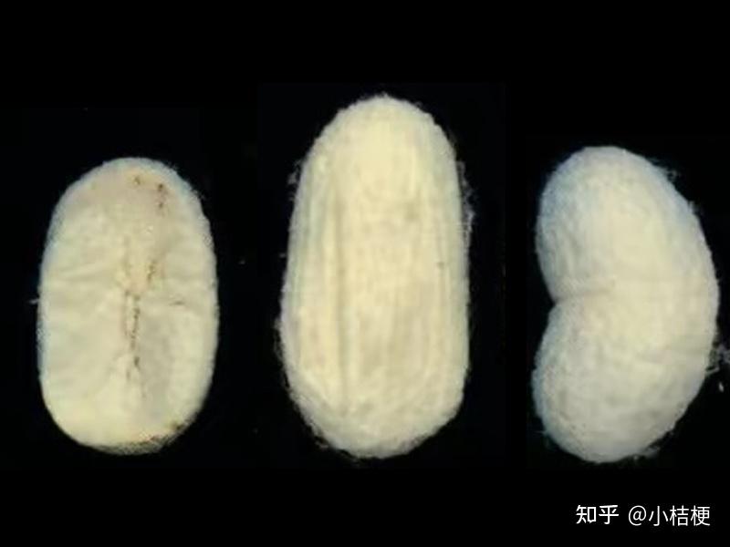 蚕茧种类大全-决定蚕丝被的好坏源头 - 知乎