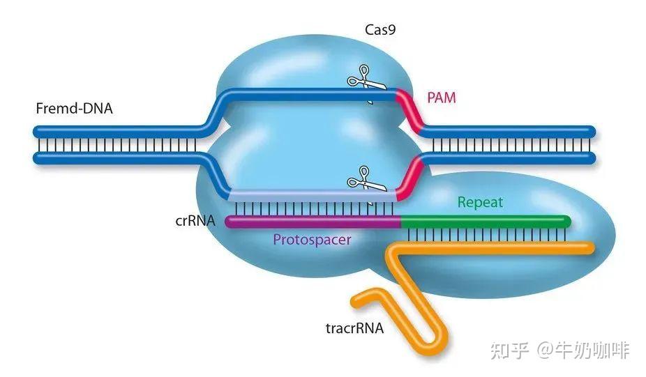 一文总览crispr-cas9基因编辑技术 - 知乎