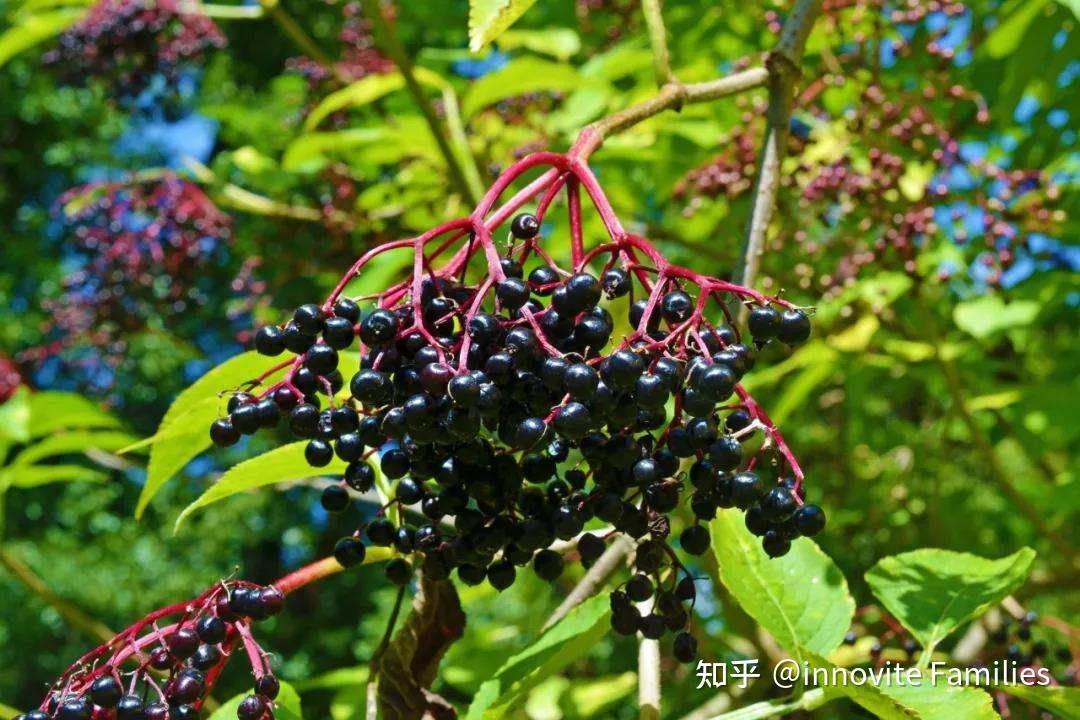 流感季接骨木莓來對抗