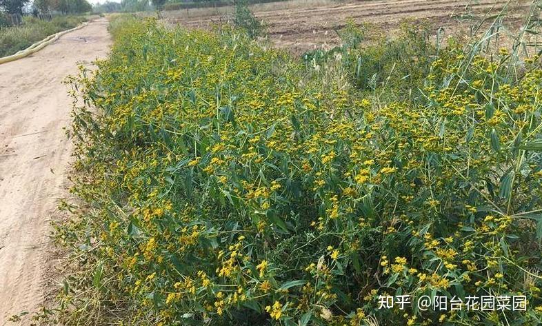 16种入侵植物,正悄悄破坏我们的环境,见了连根拔掉,留着是祸害 - 知乎