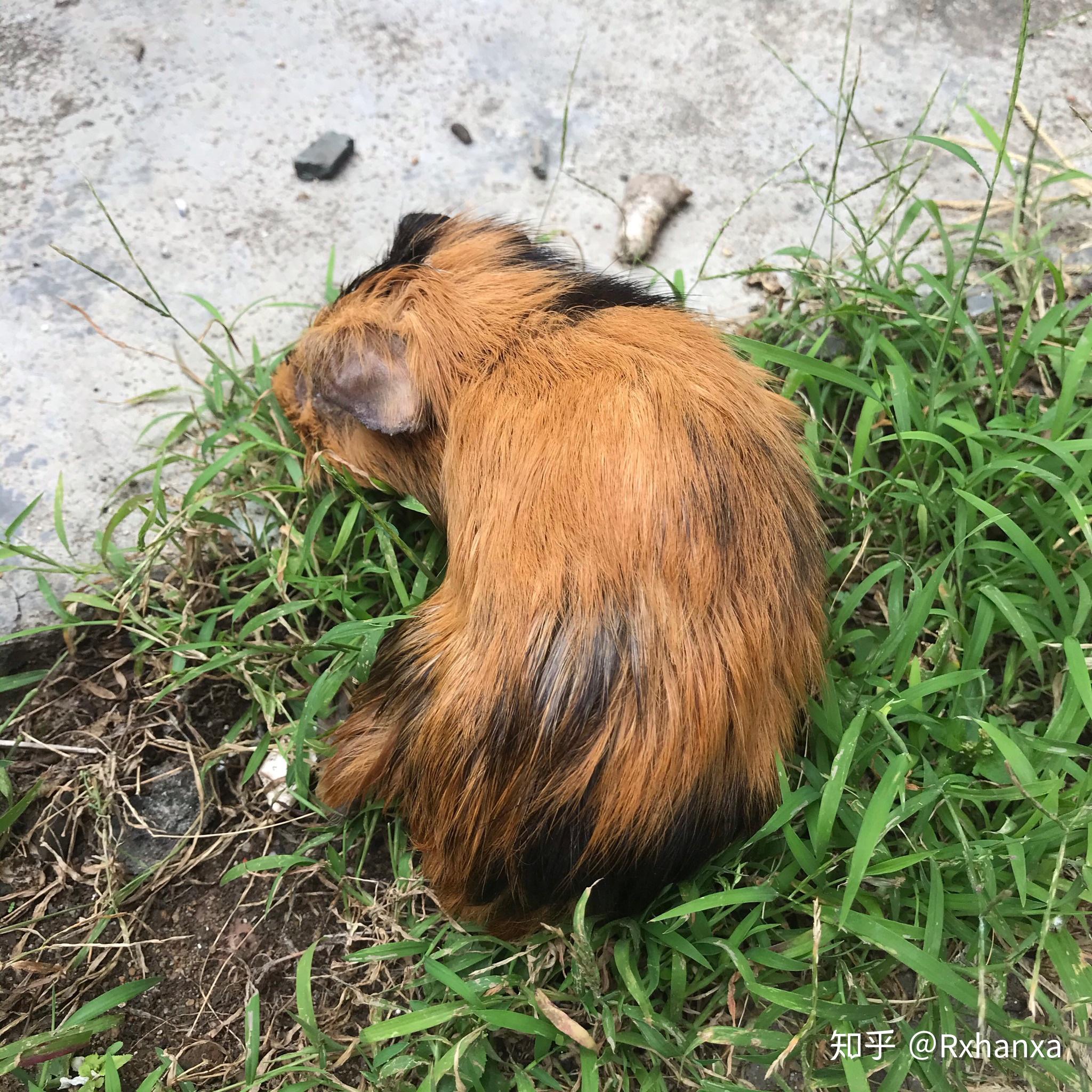 我的荷兰猪昨天死了不过我始终不明白它是怎么死的因为实在太突然养了