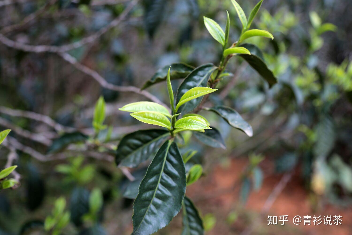 永德大雪山藤条茶,原来是这个味! - 知乎