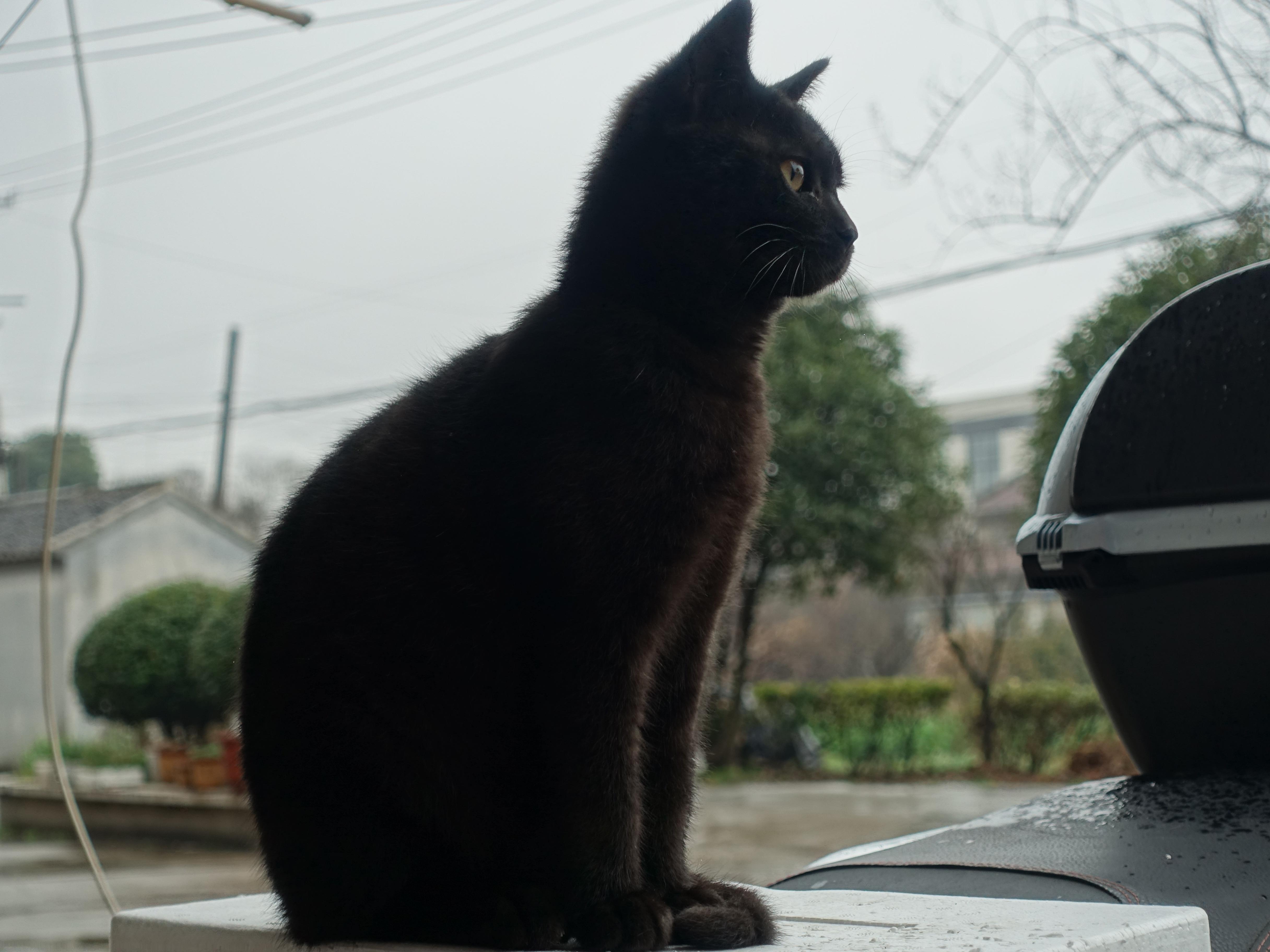 什么是玄猫什么样的人适合养玄猫有什么禁忌吗