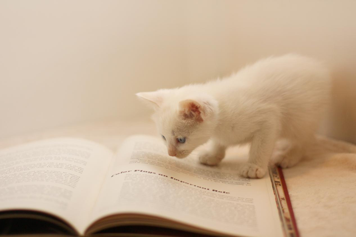 7猫是个什么平台? - 知乎