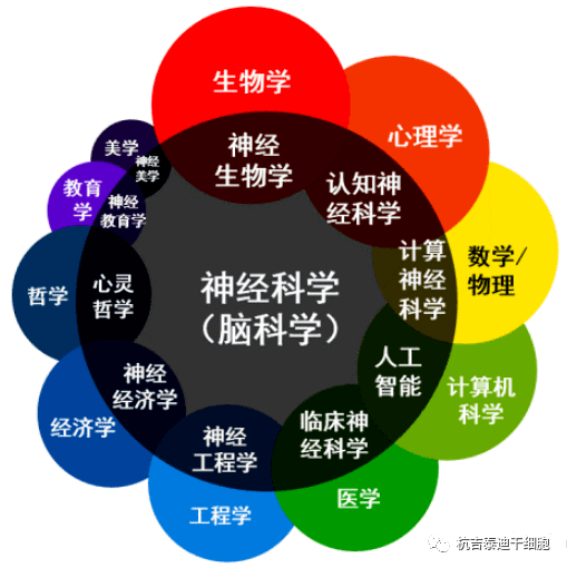 神经科学研究层次脑科学试图通过对分子和细胞的研究理解神经环路和