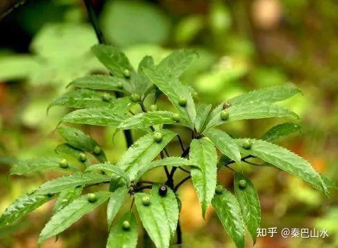 秦岭珍稀植物图片