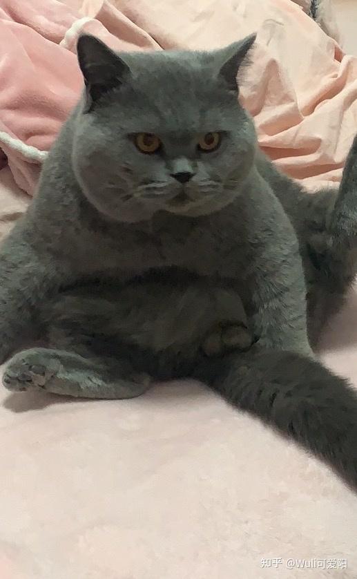 养一只特别丑的蓝猫是怎样的体验