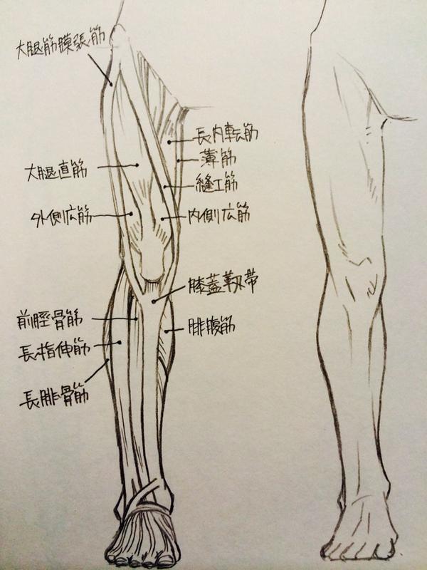 不同角度的腿部肌肉画法教学