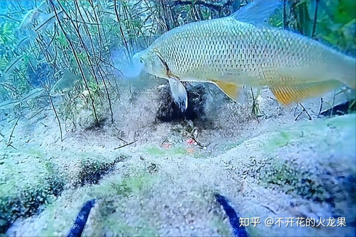 颠覆认知！三十度高温用腥味饵，老哥连竿大板鲫，我却被“天热用素”坑了整整三年！ - 知乎