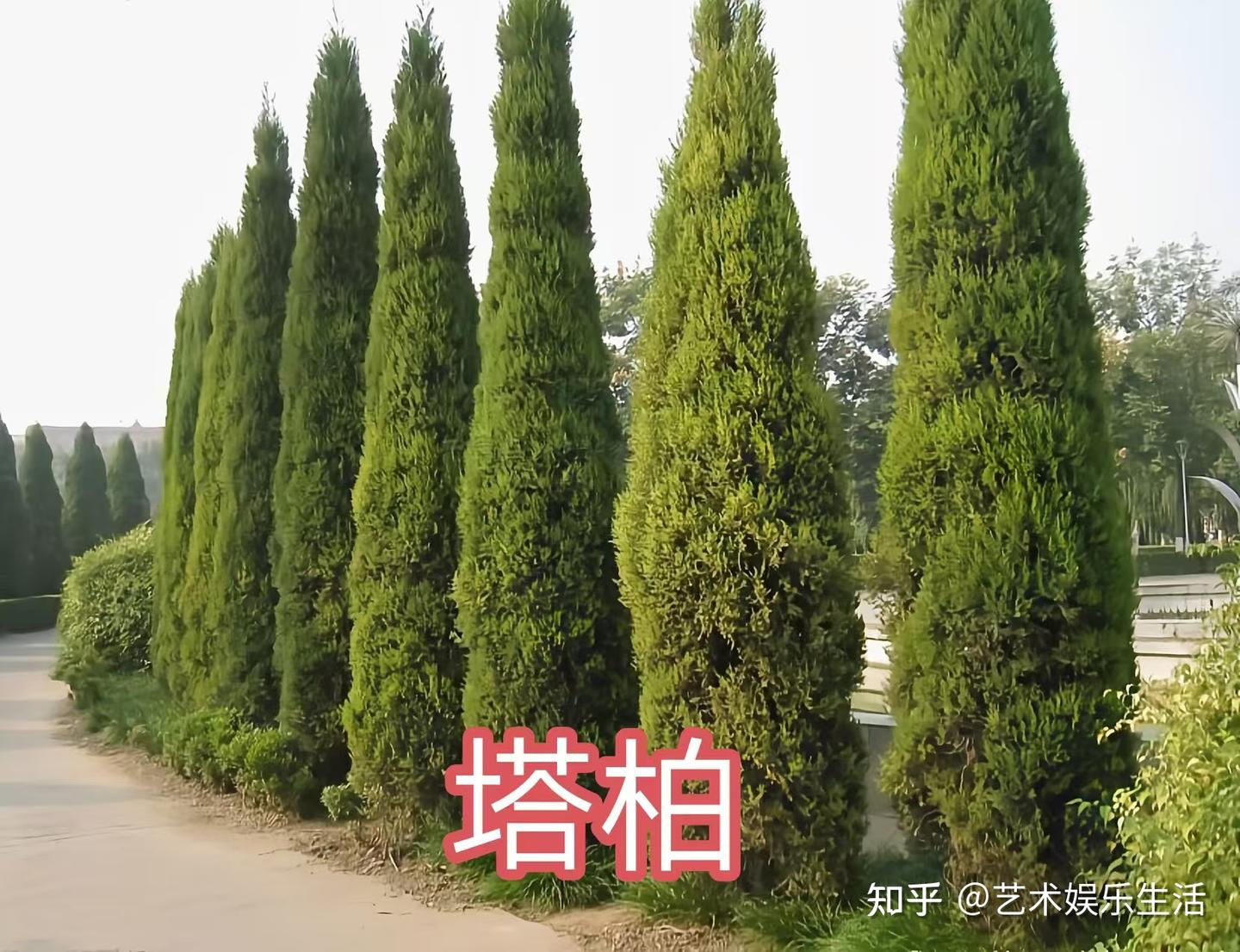 68种柏科植物,园林栽培的常用树种 - 知乎