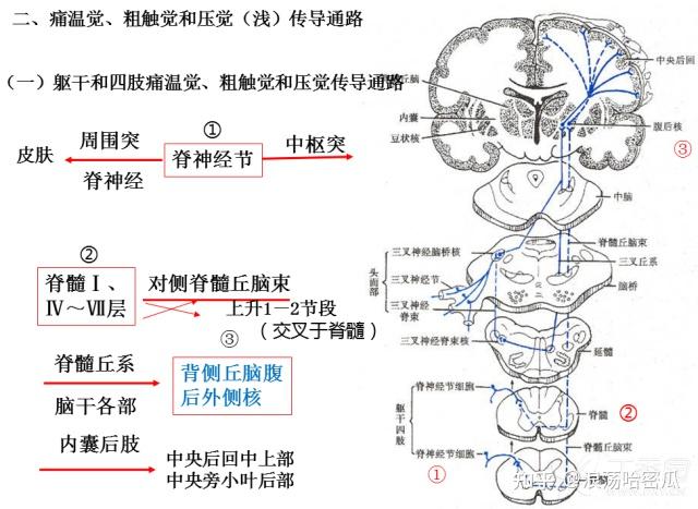 神经传导通路