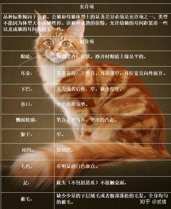 每天带你了解一种猫 缅因猫 知乎