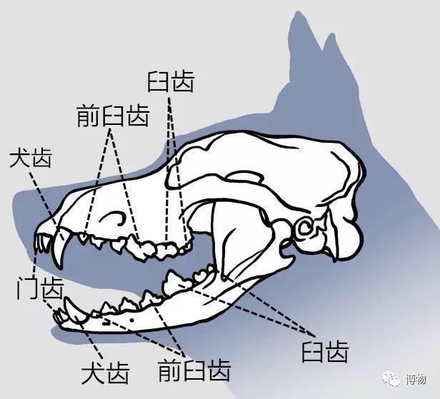 為啥你偏愛貓而有的人更喜歡狗