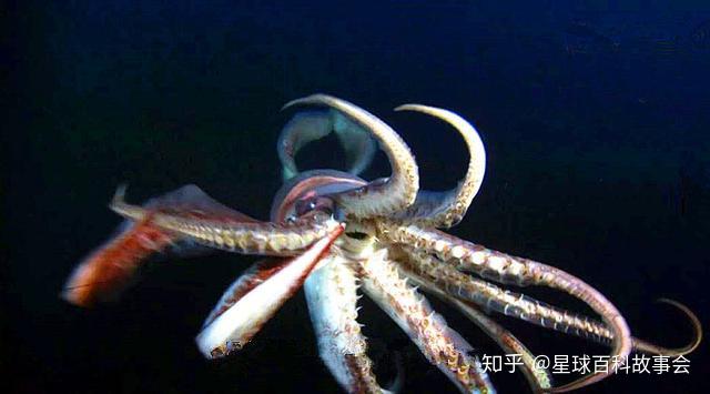 深海鱿鱼有多长图片