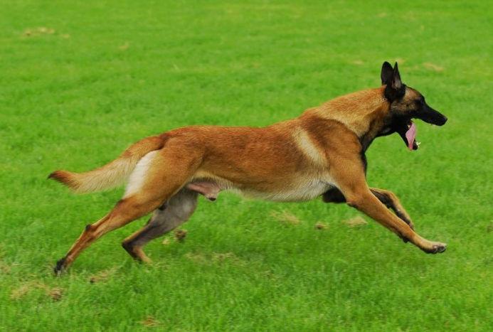 选择马犬一定要记住这些标准